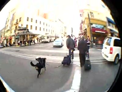 Rat on a Cat on a Dog sighting on San Francisco