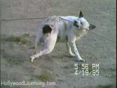 находчивая собака