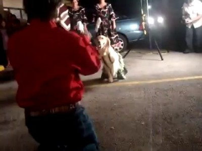 Собакодансе