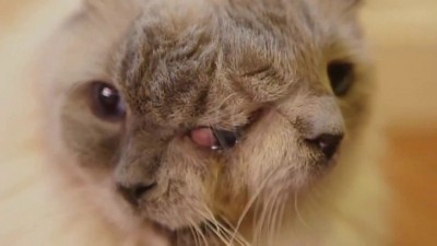 Двухголовый кот