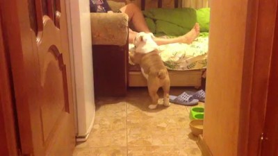 Пивас лезет на диван