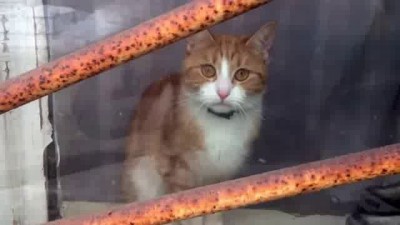 грустный котейка