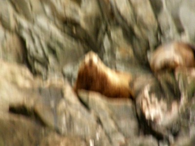 Лежка Сивучей