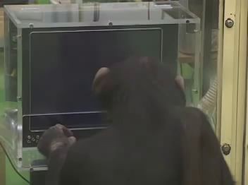 Шимпанзе Аюму