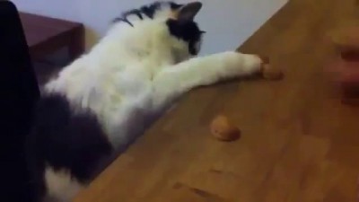 Котэ v Напёрсточник