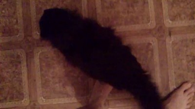 cat vs legs