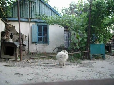 не легкая доля собаки Цуцыка)