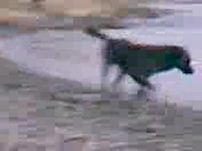 Собака-водолаз