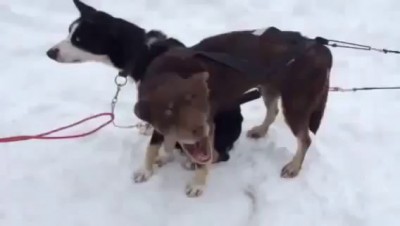 Собакен возмущается)))