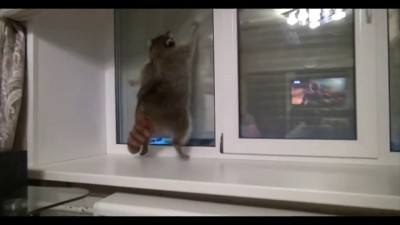 Вечеринка Енотов