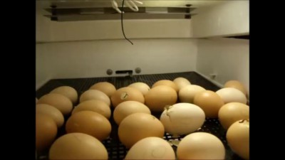 Инкубаторы для яиц