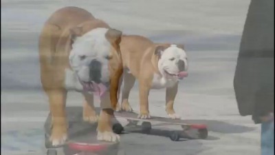 Бульдог-скейбордист