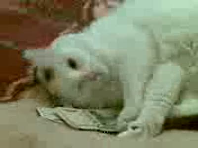 Кот и деньги