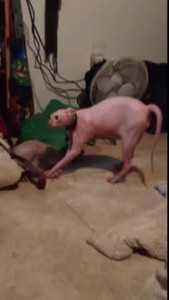 Smeagol hates Halloween