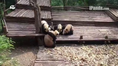 Массовая драка панд