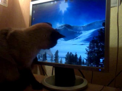 Кошка развлекается.