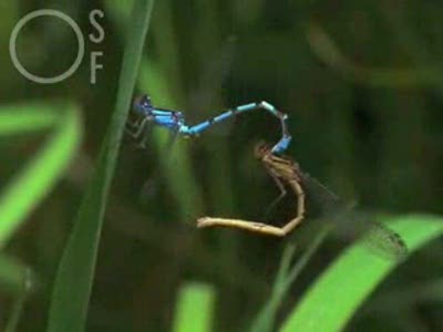 сердечные взаимоотношения