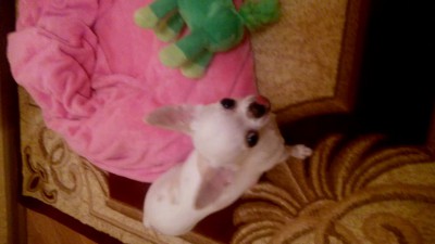 собака песню напевака