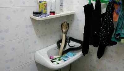 Утренний нежданчик в туалете