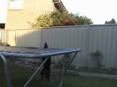 Собака и батут