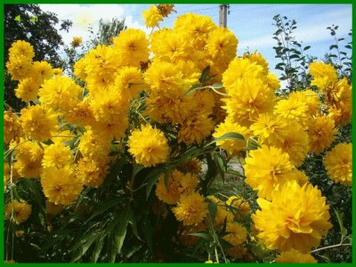 Виталий Соломин "Золотые шары"