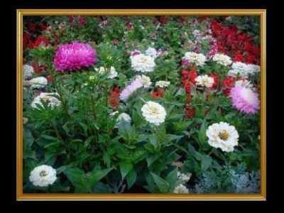 Цветы интерактивные на черном