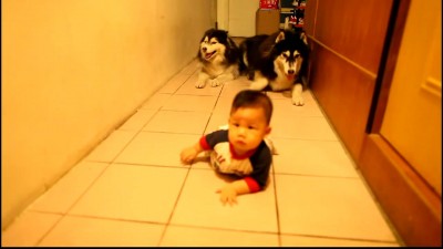 мальчик и хаски