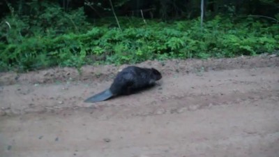 На меня напал бобер