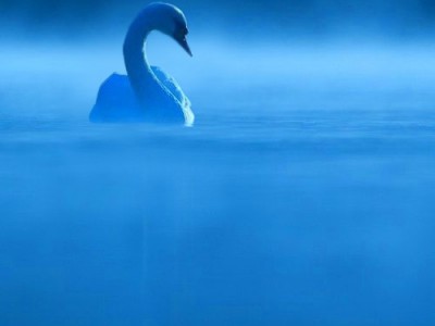 Белая Лебёдушка !