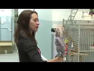 Лысый попугай наркоторговцев