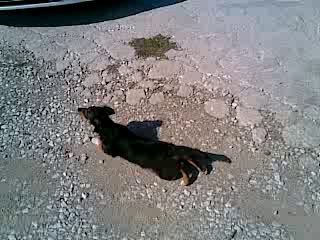 Цобакен спецназякен