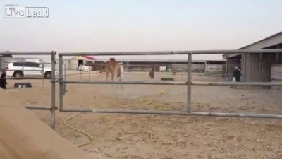 Не хуже чем Аршавин