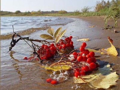 Рябиновый рассвет
