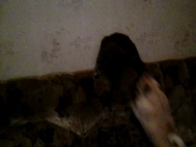 Дружба котопёсов