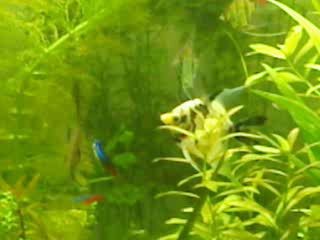 танец неона