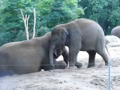 elephants