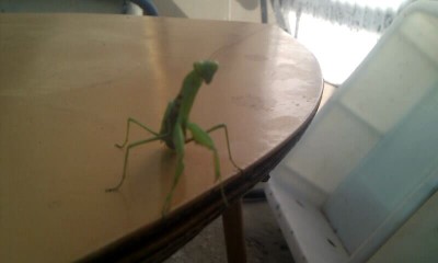 Самый страшный зверь