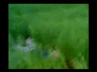 Белка в естественной среде обитания