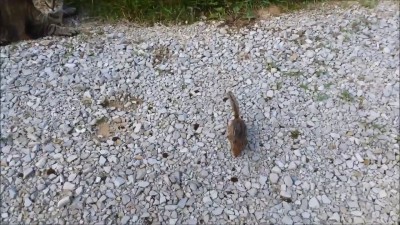 CatAndSquirrel