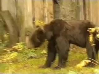 Решила покормить мишу