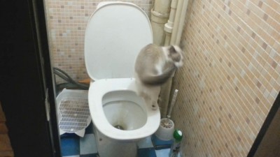 КотоМакс и хвост