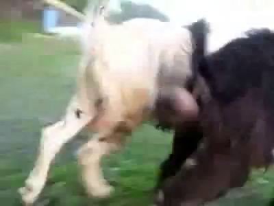 У кщзла звенят колокольчики