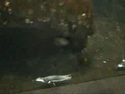 как пердит пингвин