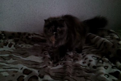 Жаркое лето. Лилия Ойкина