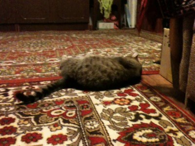 Йоргас - Дрессированный кот