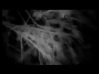 найден бендеровец