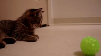 Котенок Оскар