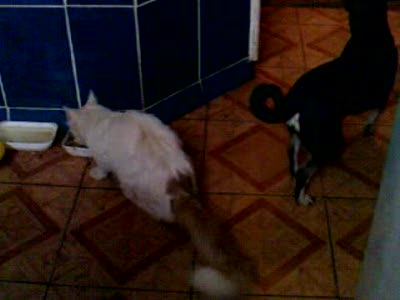 голодный пес