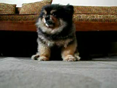 Мишка Гамми