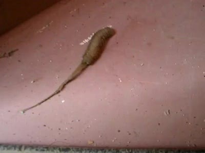 странное животное